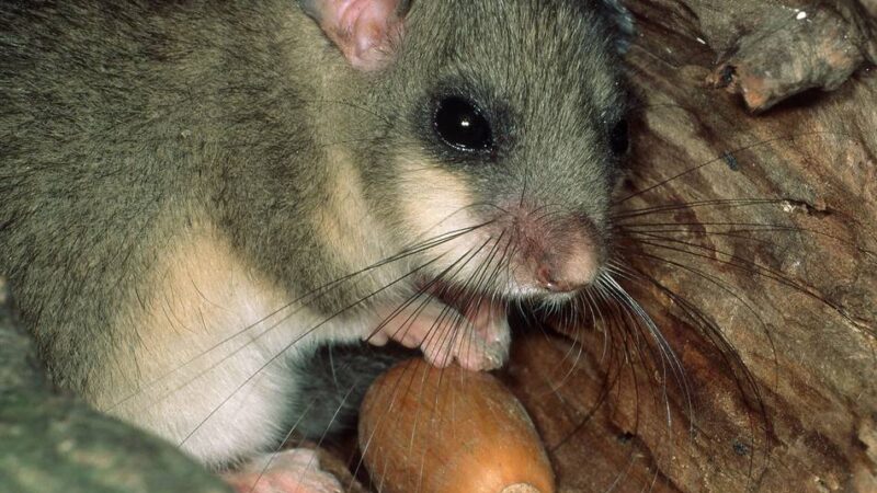 Naturgut Ophoven: Nachts ins Reich der Siebenschläfer