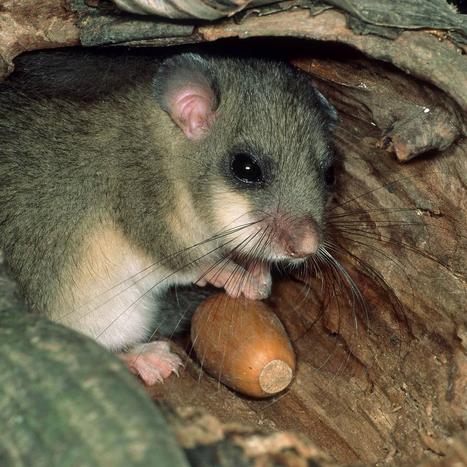 Naturgut Ophoven: Nachts ins Reich der Siebenschläfer
