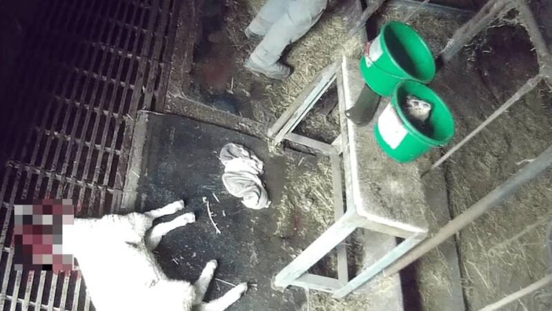 Verdacht auf Tierquälerei im Kreis Viersen: Tiere ohne ausreichende Betäubung geschächtet?