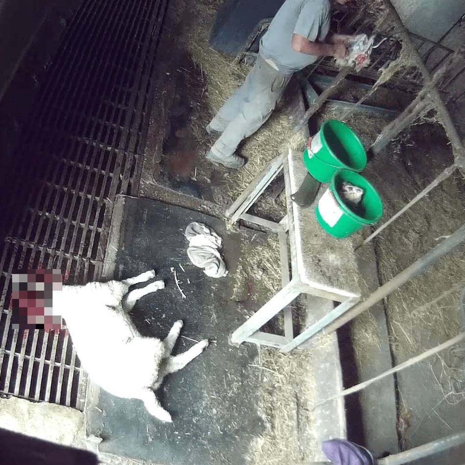 Verdacht auf Tierquälerei im Kreis Viersen: Tiere ohne ausreichende Betäubung geschächtet?