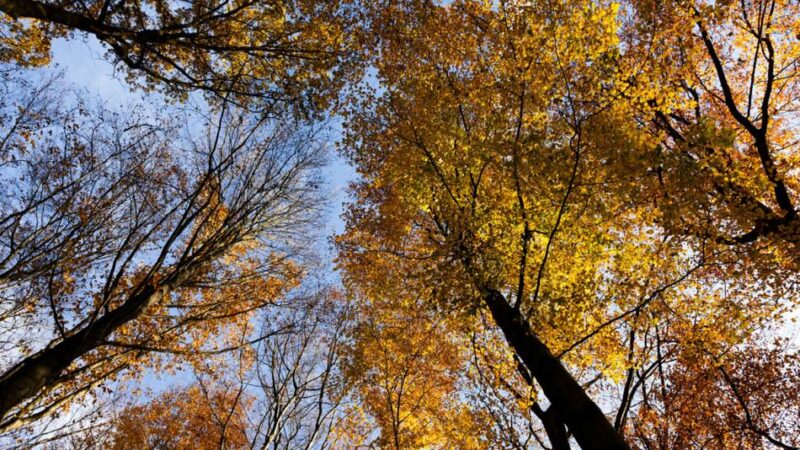 Jetzt anmelden: Der Herbst kann kommen: Ferienprogramm der Stadt
