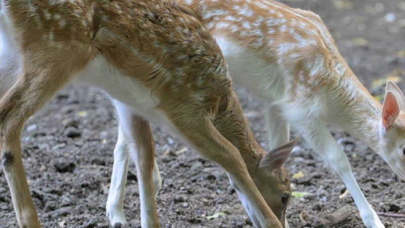 Riesige Anteilnahme auch außerhalb Krefelds: Hoffnung für Damwild-Kälbchen im Forstwald