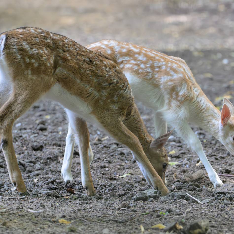 Riesige Anteilnahme auch außerhalb Krefelds: Hoffnung für Damwild-Kälbchen im Forstwald