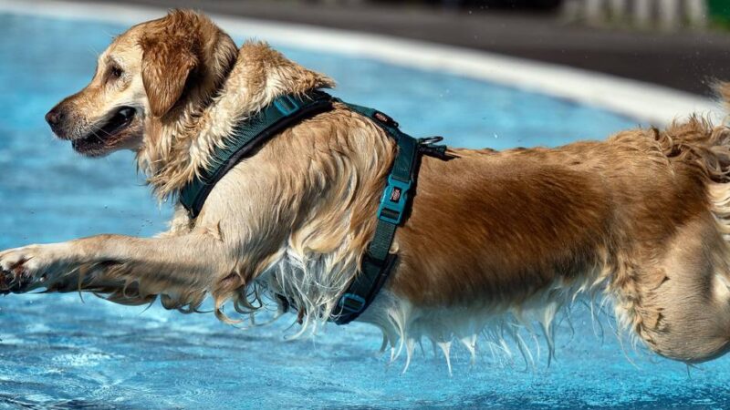 Hundesschwimmen im Leverkusener Freibad im Wiembachtal: Wasserspaß für muntere Vierbeiner