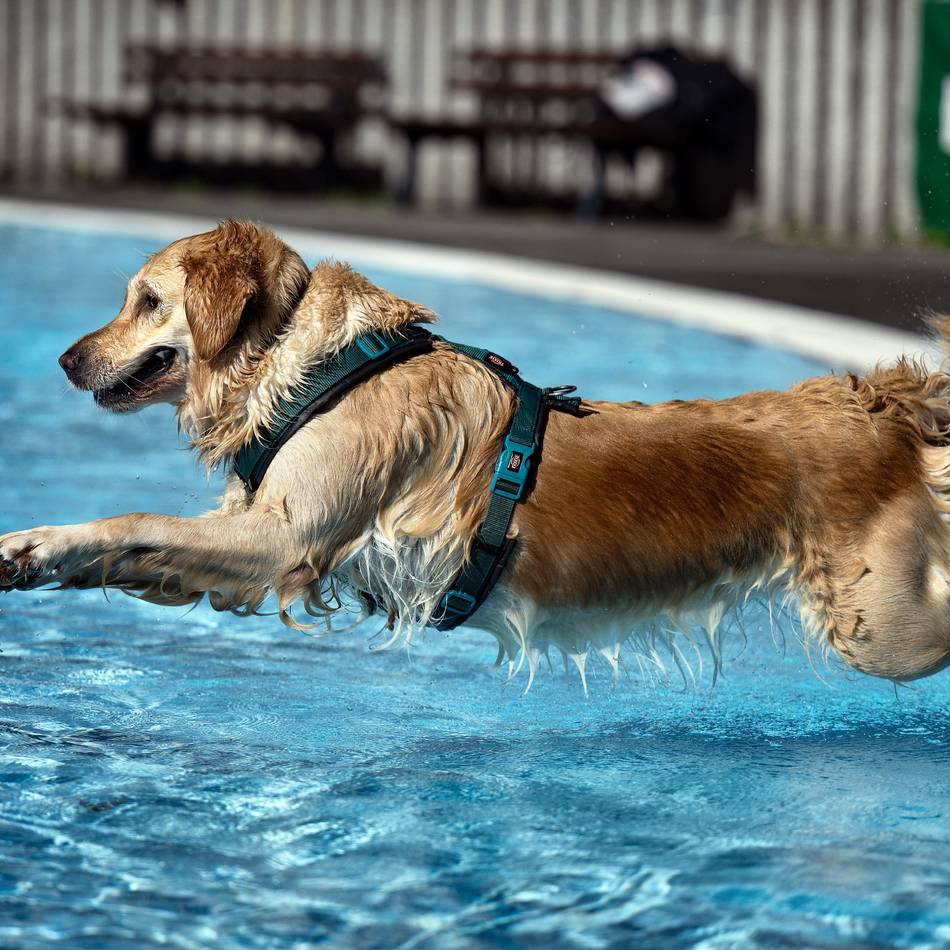 Hundesschwimmen im Leverkusener Freibad im Wiembachtal: Wasserspaß für muntere Vierbeiner