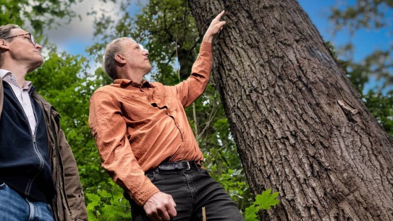 Natur in Monheim: Rund 30 Prozent der Eichen im Knipprather Wald sind geschädigt