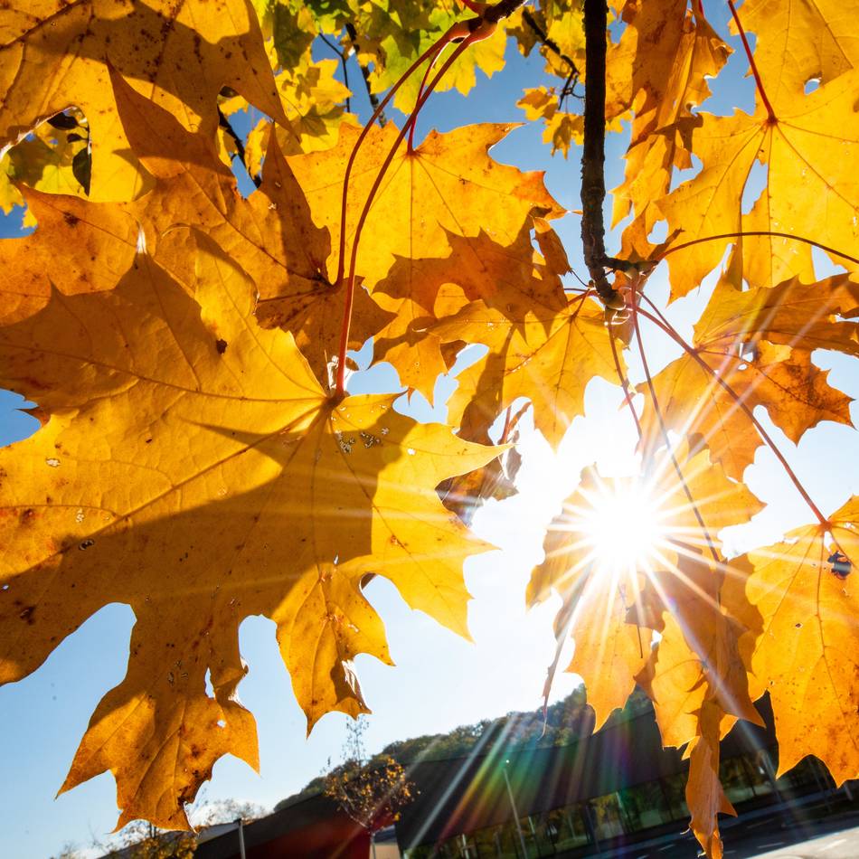 Herbst in Ratingen: Stadt gibt Laubsäcke aus