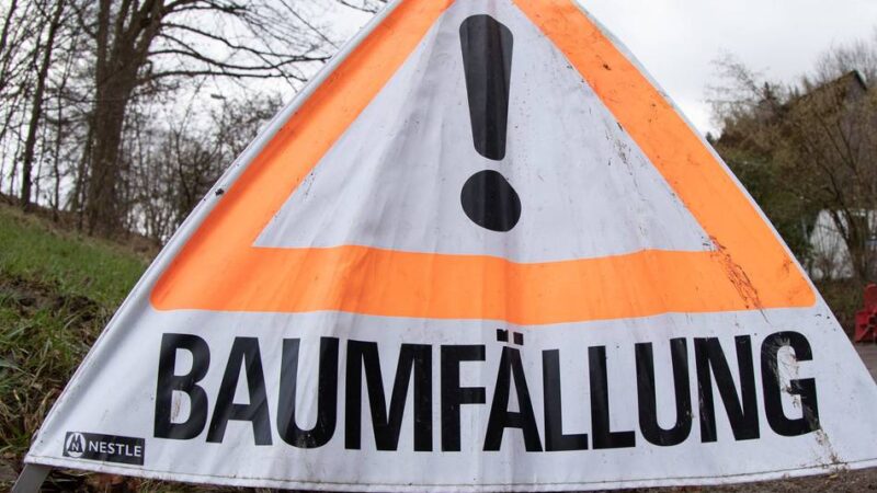 Baumarbeiten in Nettetal: Stadt muss im Oktober 20 Bäume fällen