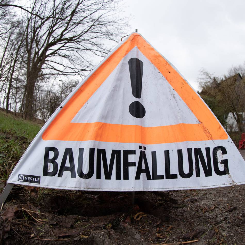 Baumarbeiten in Nettetal: Stadt muss im Oktober 20 Bäume fällen
