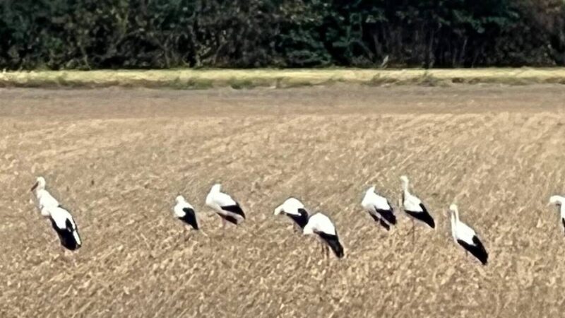 Störche in Moers: Treffen für den Flug in den Süden
