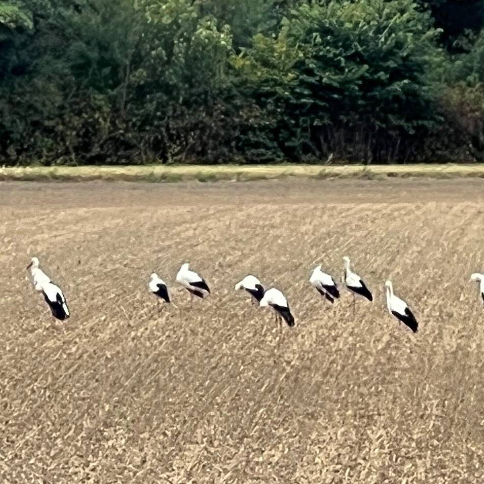 Störche in Moers: Treffen für den Flug in den Süden