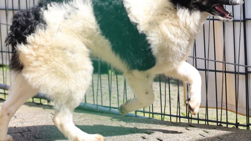 Tierheim Wermelskirchen: Ernie sucht noch immer ein neues Zuhause