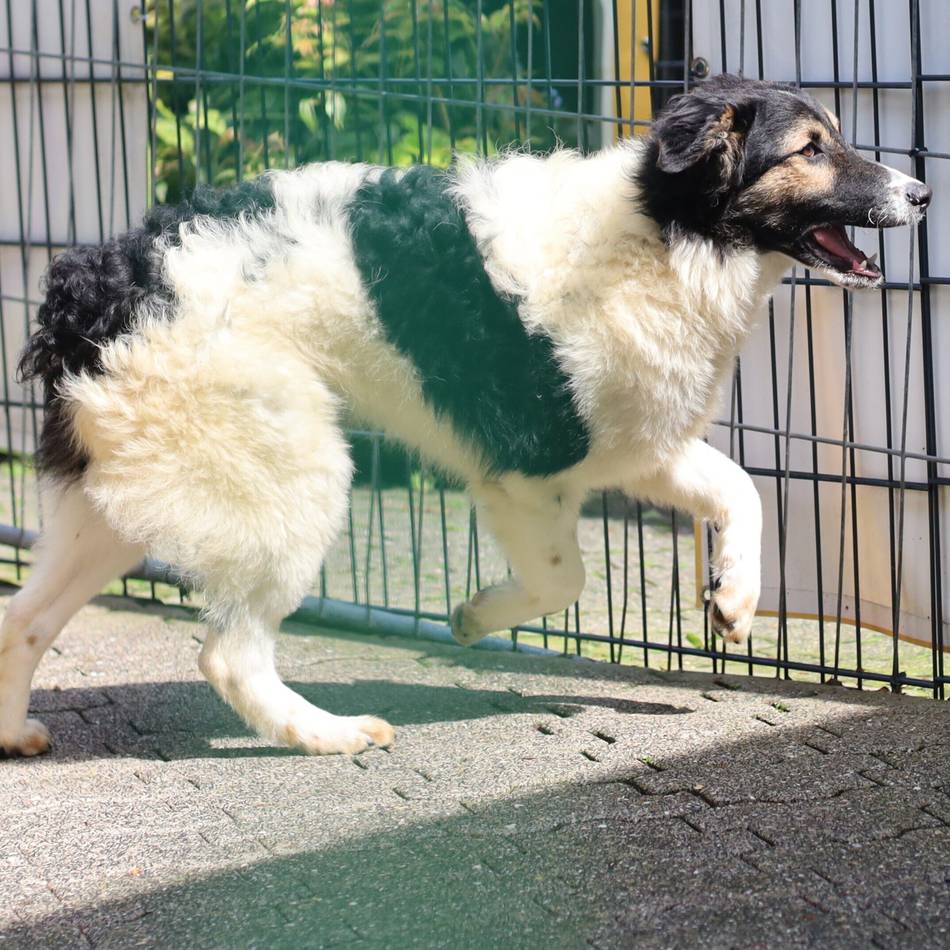 Tierheim Wermelskirchen: Ernie sucht noch immer ein neues Zuhause