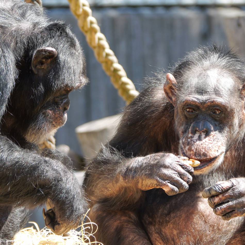 Neuer Menschenaffen-Wald: Peta ruft zum Boykott des Krefelder Zoos auf