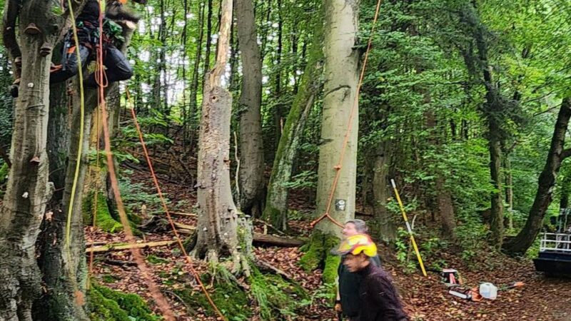 Nach aufwändigen Arbeiten: Witzheldener Waldlehrpfad wieder gefahrlos begehbar