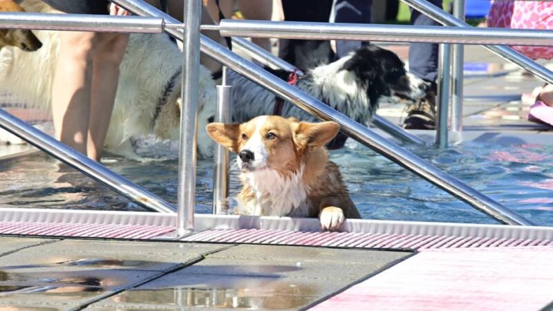 Hundeschwimmen in Mönchengladbach: Ein Tag im Freibad nur für Vierbeiner
