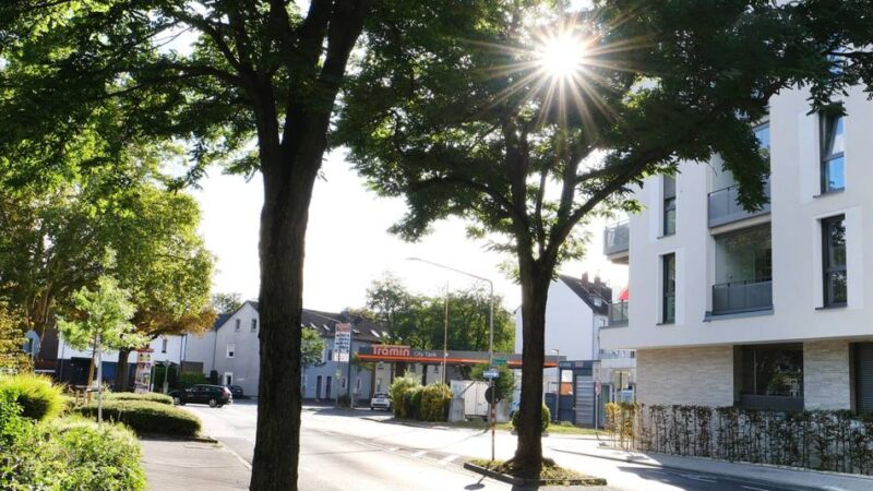 Konkreter Vorschlag: 75.000 neue Bäume zum Stadtjubiläum