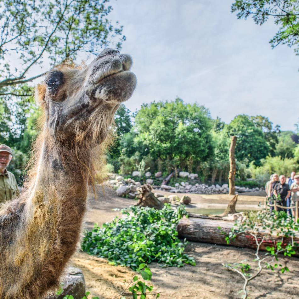 Antrag bei der Stadt gestellt: Klever Tiergarten will finanzielle Sicherheit für fünf Jahre