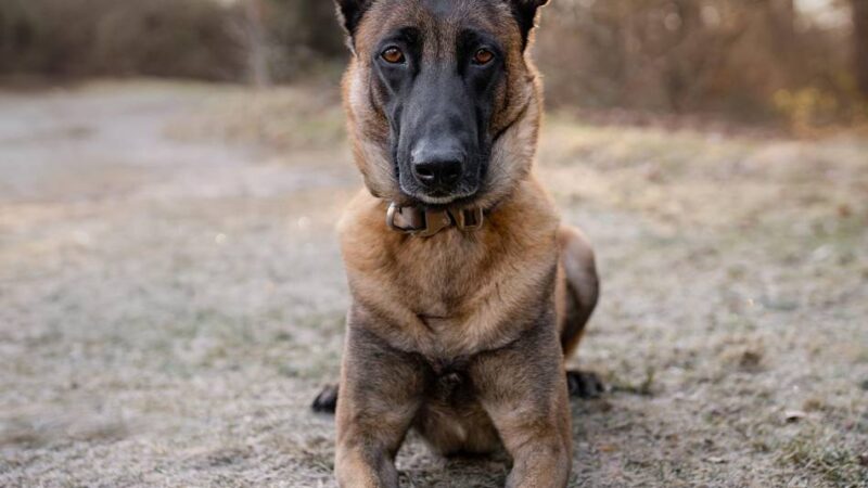 Drogenfund in Duisburg: Polizeihund „Yeti“ erschnüffelt Heroin, Amphetamine und Haschisch