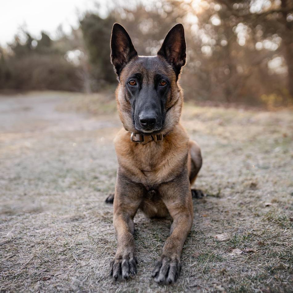 Drogenfund in Duisburg: Polizeihund „Yeti“ erschnüffelt Heroin, Amphetamine und Haschisch