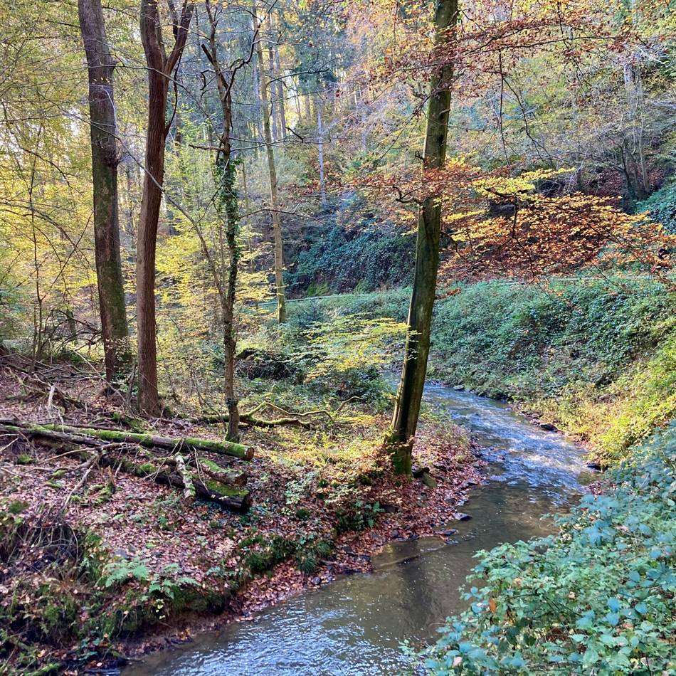 Ökosystem Wald in Leichlingen: Neuer Rundweg „DachsDuoTour“ wird eröffnet