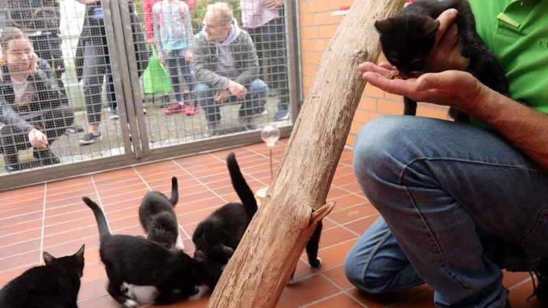 Versorgung von vielen Katzenbabys: Blick hinter Tierheim-Türen beim Sommerfest