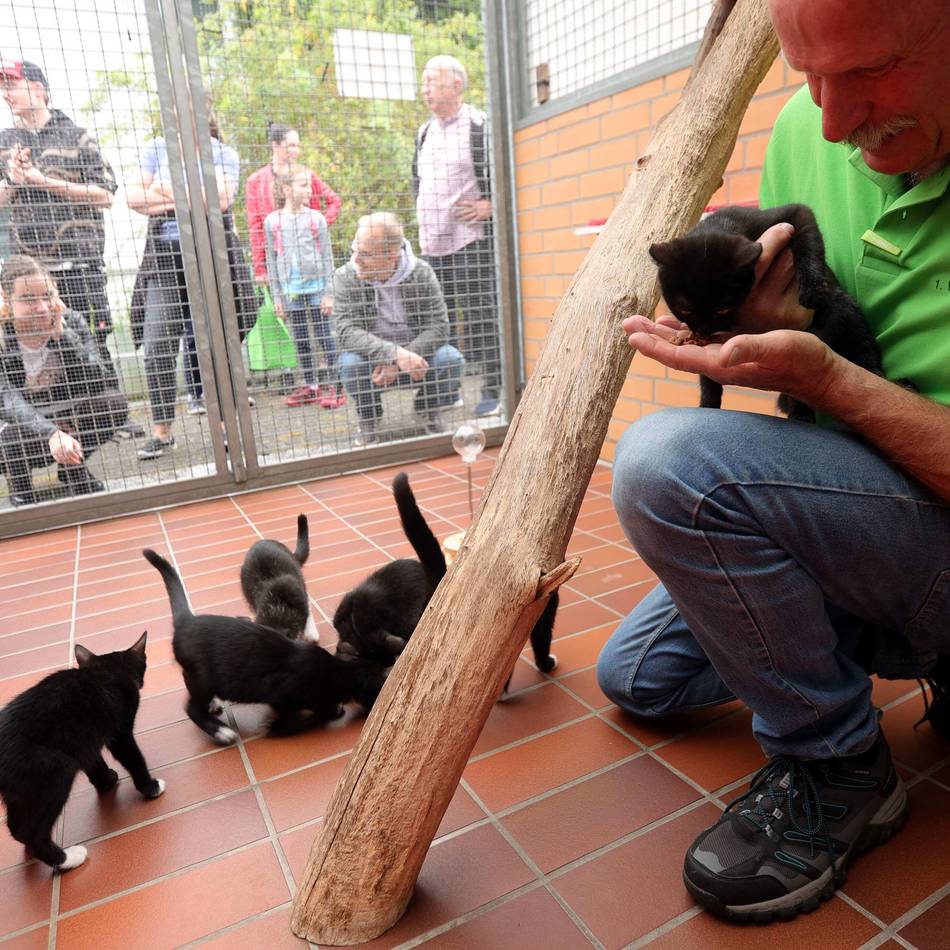 Versorgung von vielen Katzenbabys: Blick hinter Tierheim-Türen beim Sommerfest