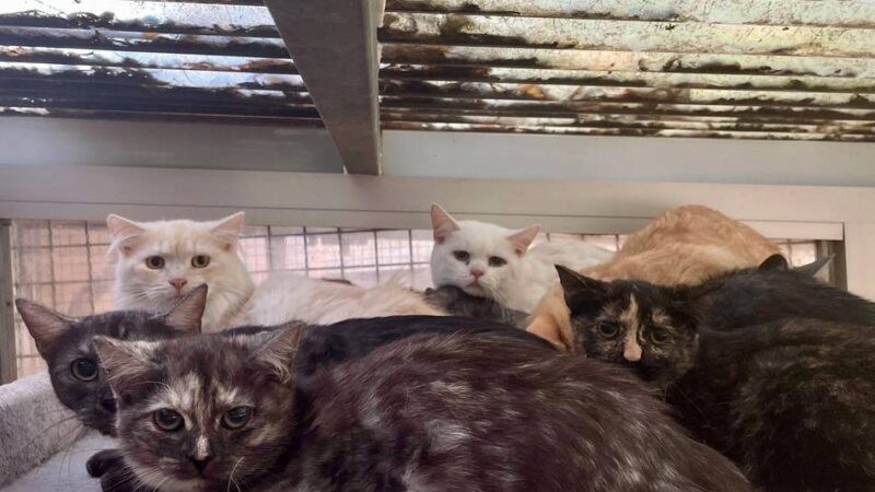 „So etwas habe ich noch nie erlebt“: 132 Katzen und 40 Sittiche aus Haus in Neuss befreit
