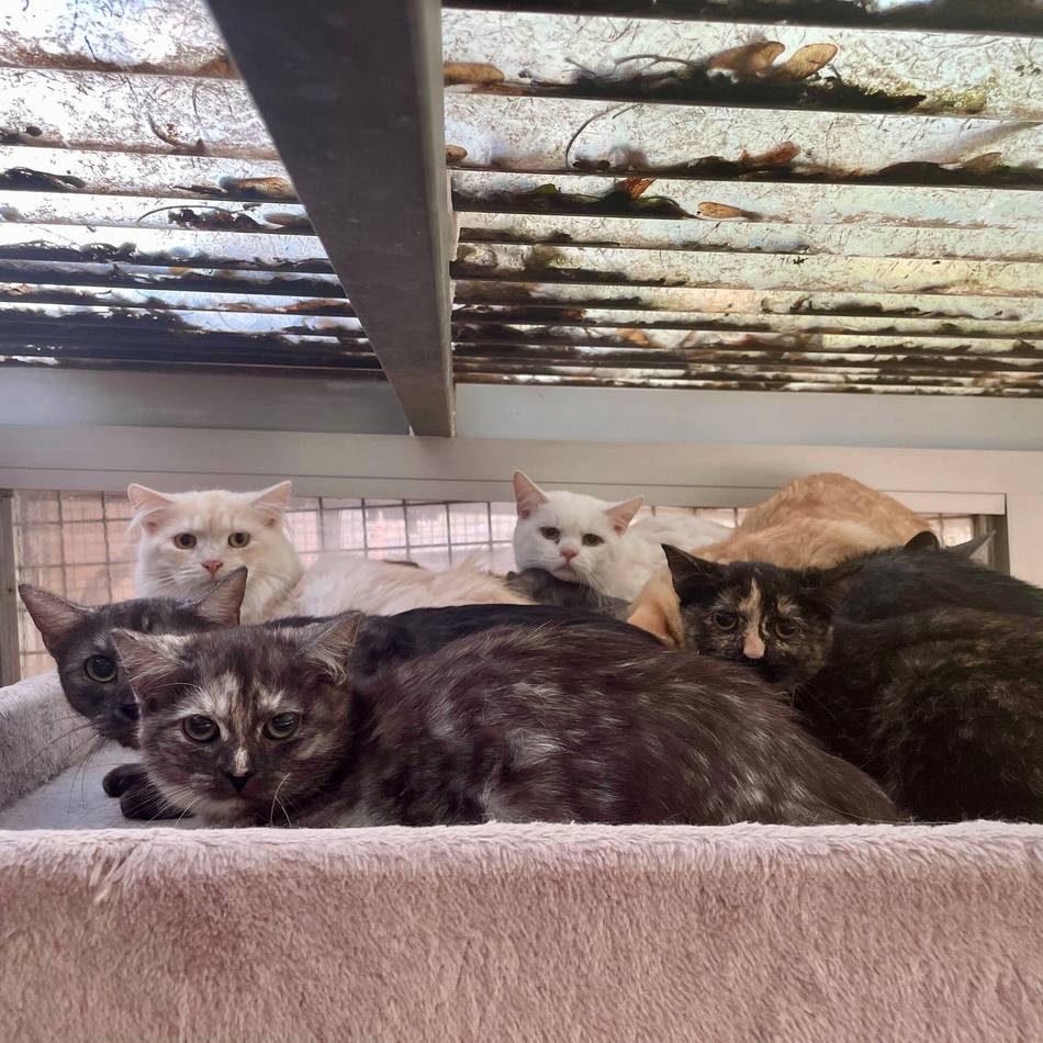 „So etwas habe ich noch nie erlebt“: 132 Katzen und 40 Sittiche aus Haus in Neuss befreit