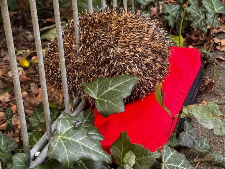 Tierischer Einsatz in Grevenbroich: Feuerwehrmann als Lebensretter – für einen hilflosen Igel