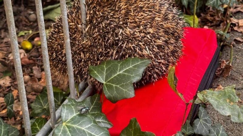 Tierischer Einsatz in Grevenbroich: Feuerwehrmann als Lebensretter – für einen hilflosen Igel