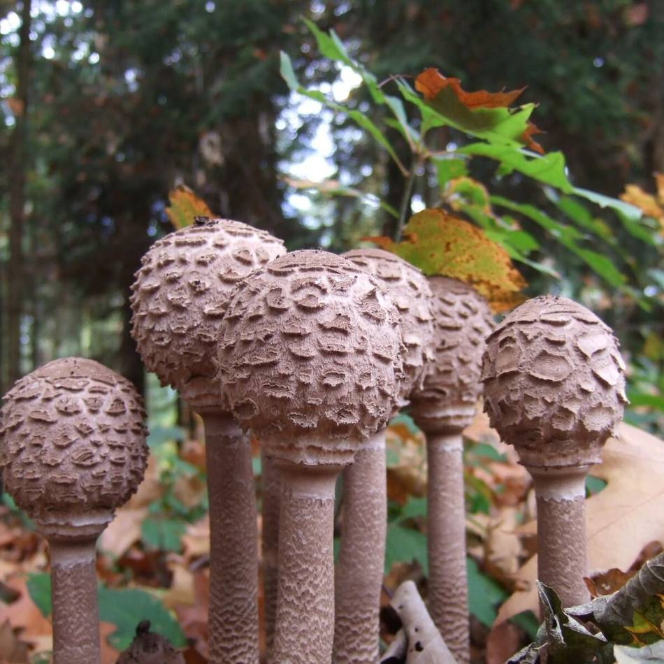 Exkursionen in Monheim: Die Schätze der Natur im Herbst entdecken