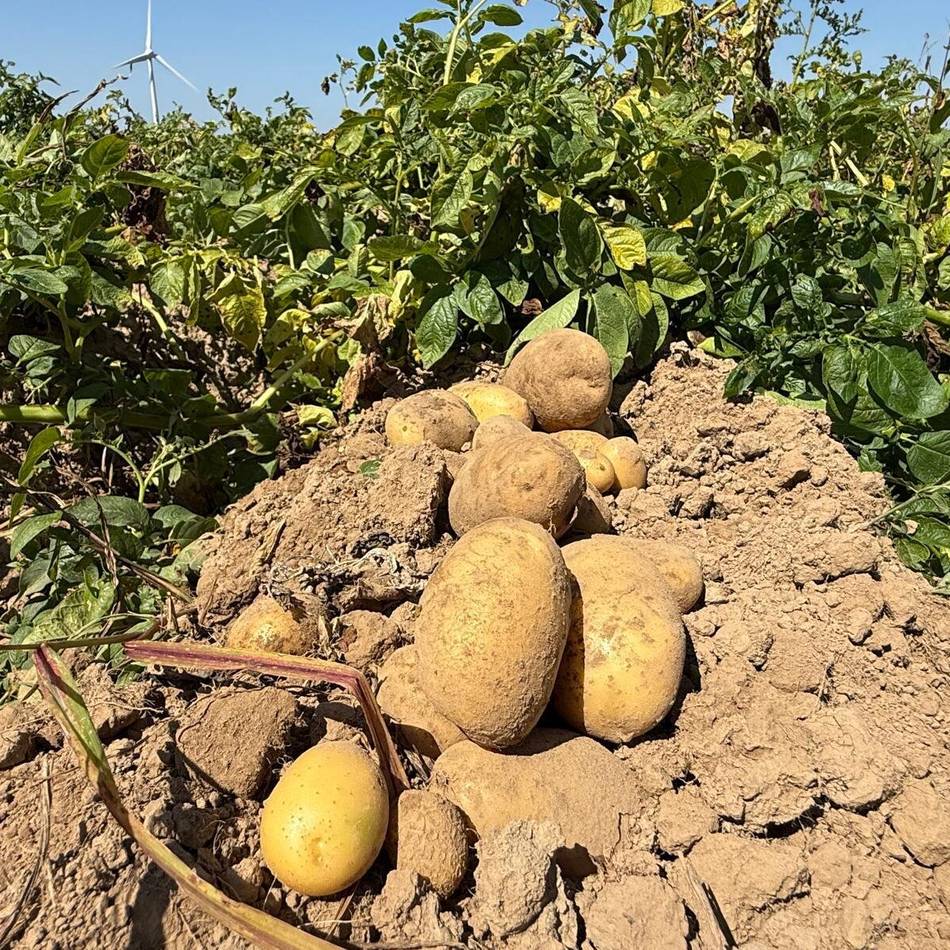 Ernte in Uedem: Kartoffeln selber sammeln beim Bauernmarkt Lindchen