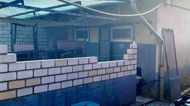 Der Bau läuft, doch das Geld wird knapp: Hundehaus-Alarm im Neusser Tierheim