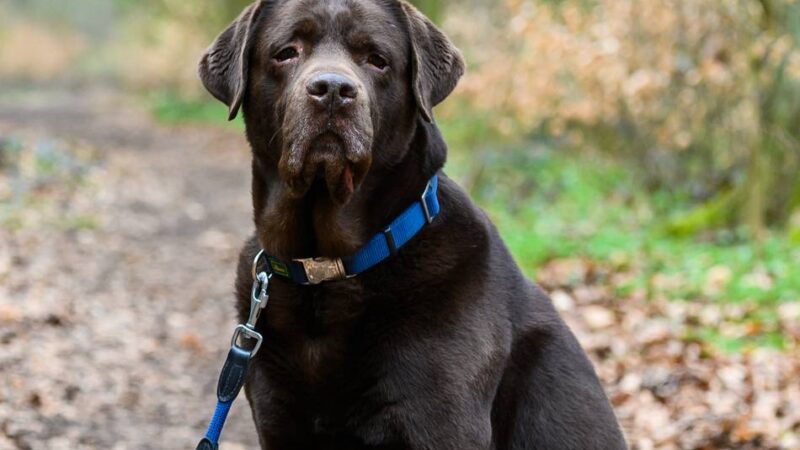 Zahlen für 2024 und 2023: So viel Geld nahm Mönchengladbach durch die Hundesteuer ein