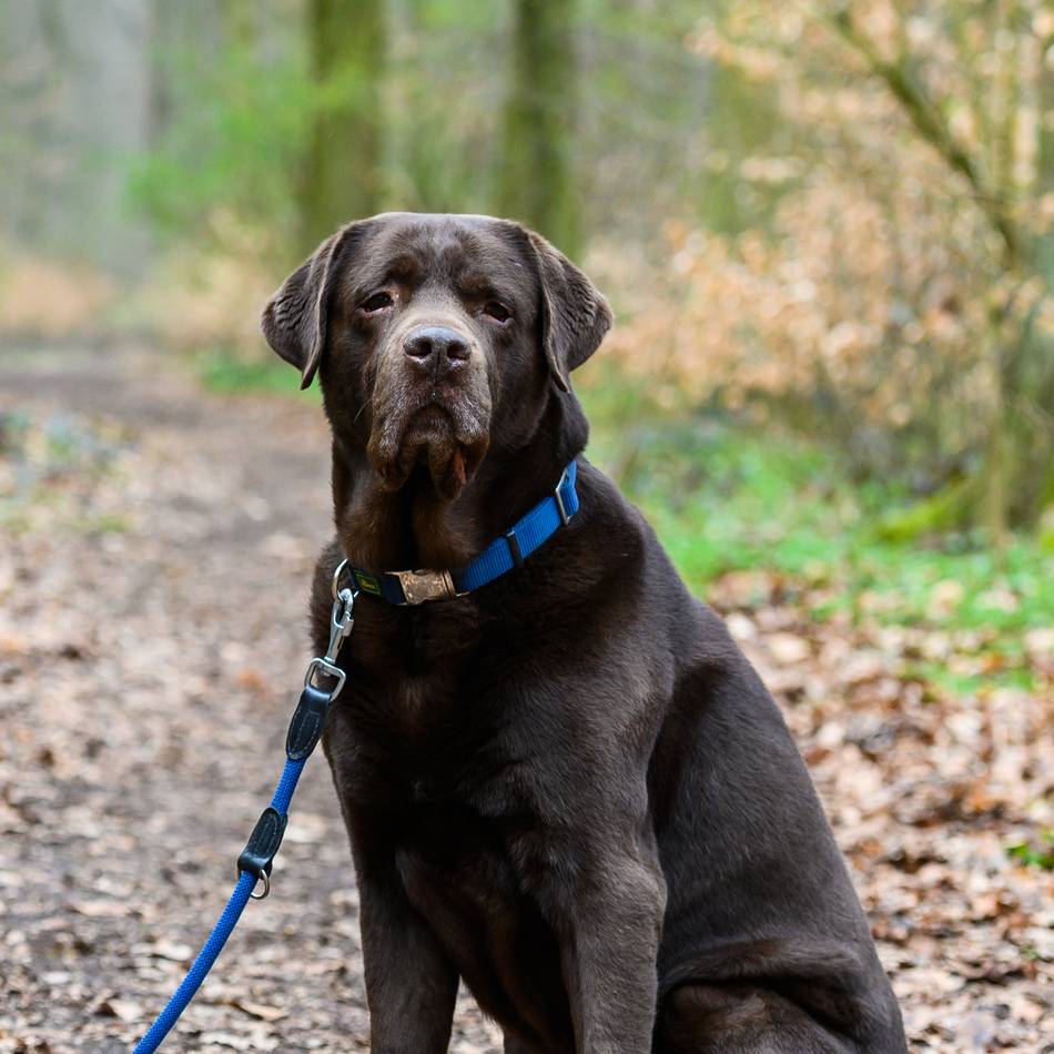 Zahlen für 2024 und 2023: So viel Geld nahm Mönchengladbach durch die Hundesteuer ein