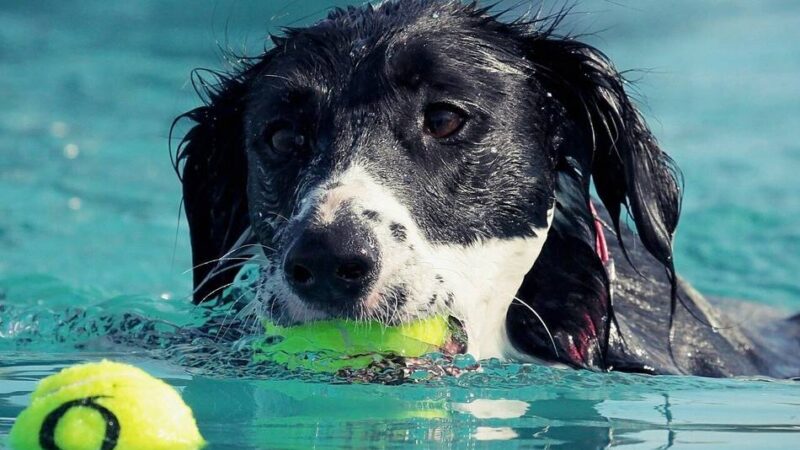 Event in Moers: Badetag für Hunde im Solimare