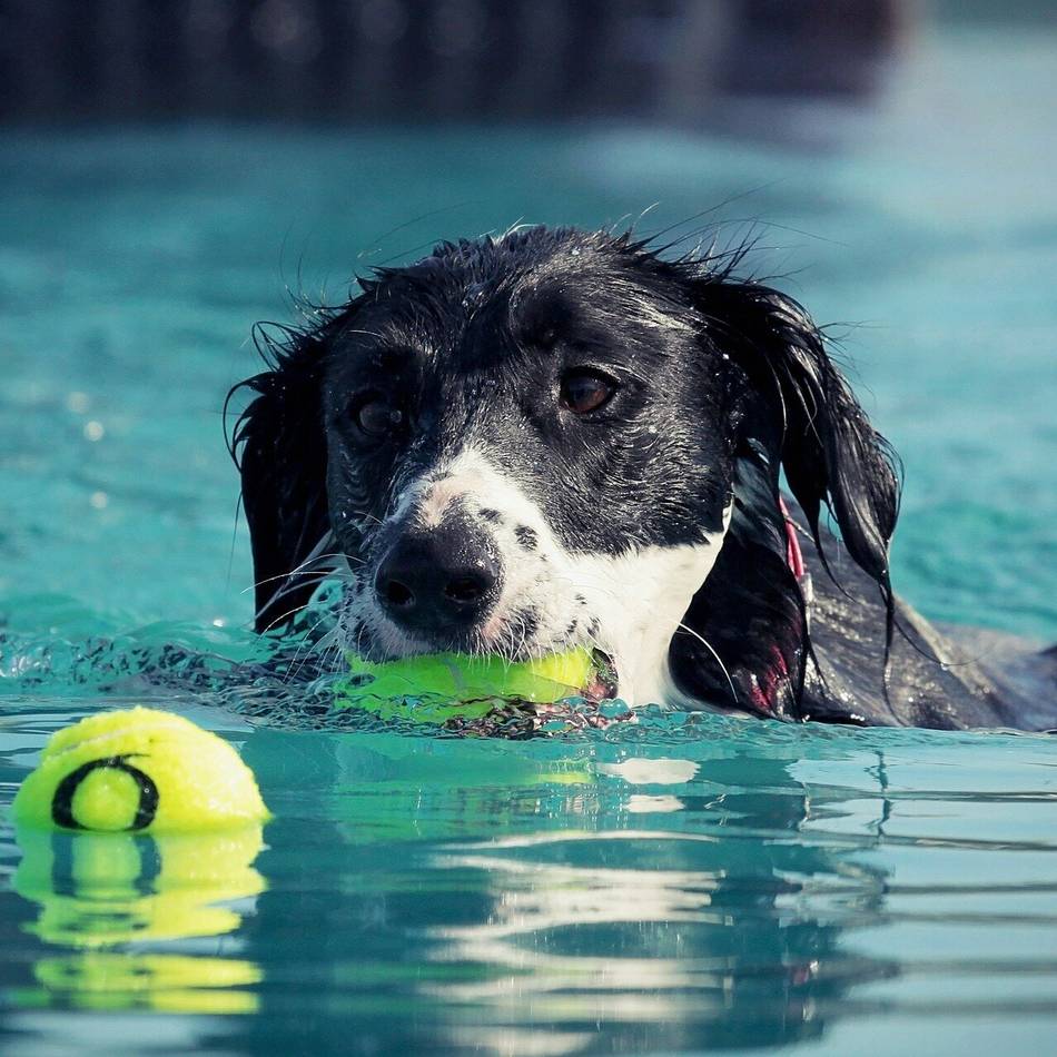 Event in Moers: Badetag für Hunde im Solimare