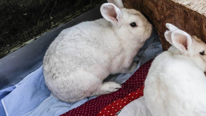 Platznot in Dormagener Einrichtung: Kaninchenschwemme im Tierheim
