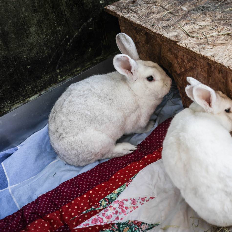 Platznot in Dormagener Einrichtung: Kaninchenschwemme im Tierheim