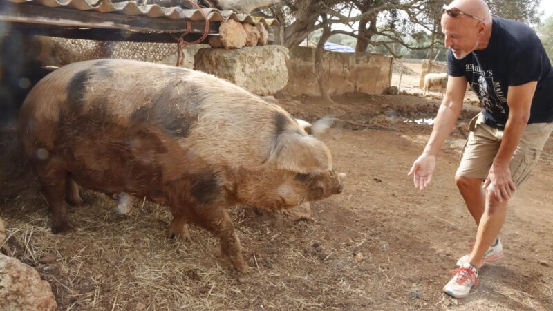Berühmtes Mallorca-Schwein Ferdinand ist schwer krank – sein Retter schlägt Alarm