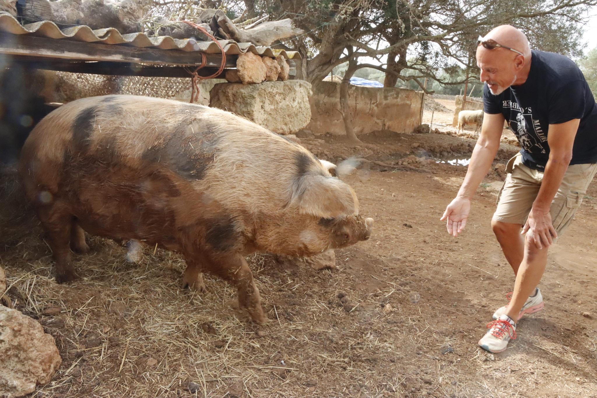Berühmtes Mallorca-Schwein Ferdinand ist schwer krank – sein Retter schlägt Alarm