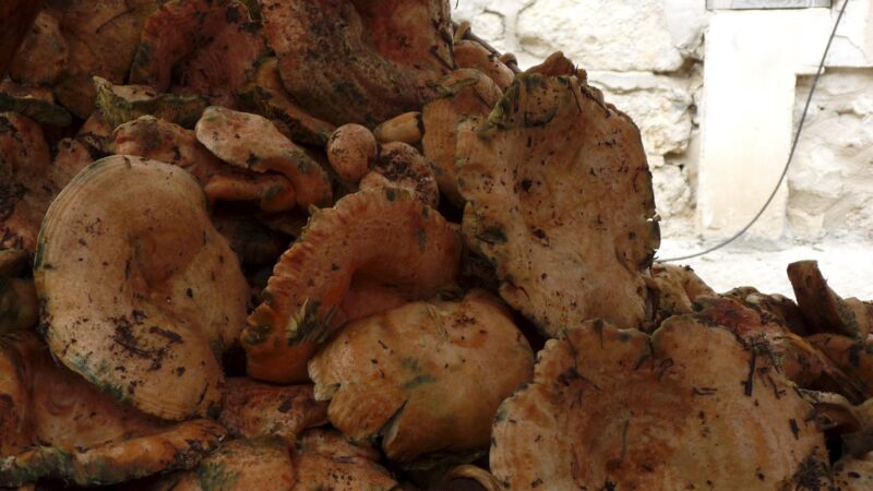 Herbstzeit ist Pilzzeit auf Mallorca – diese Sorten müssen Sie kennen!