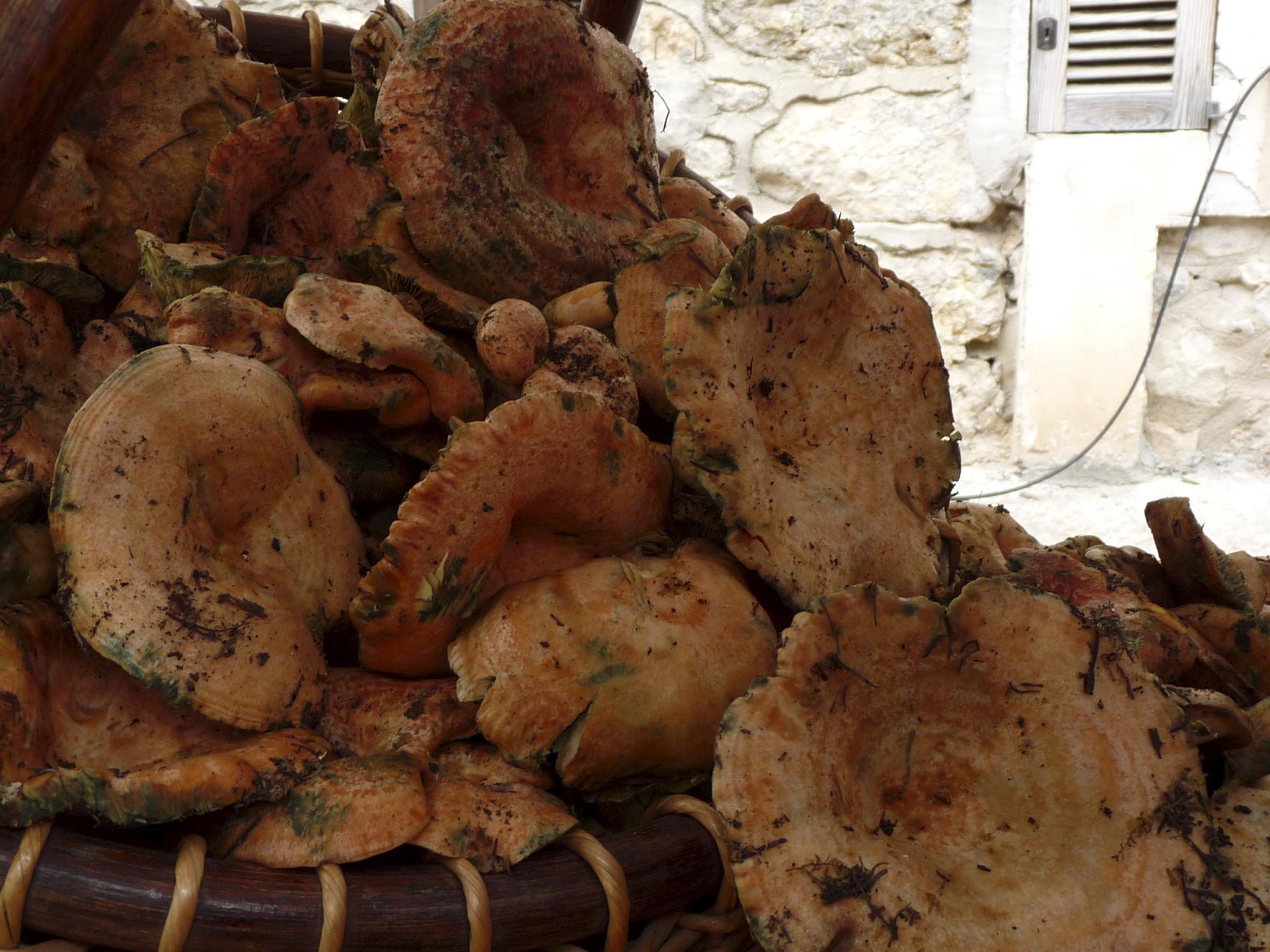 Herbstzeit ist Pilzzeit auf Mallorca – diese Sorten müssen Sie kennen!