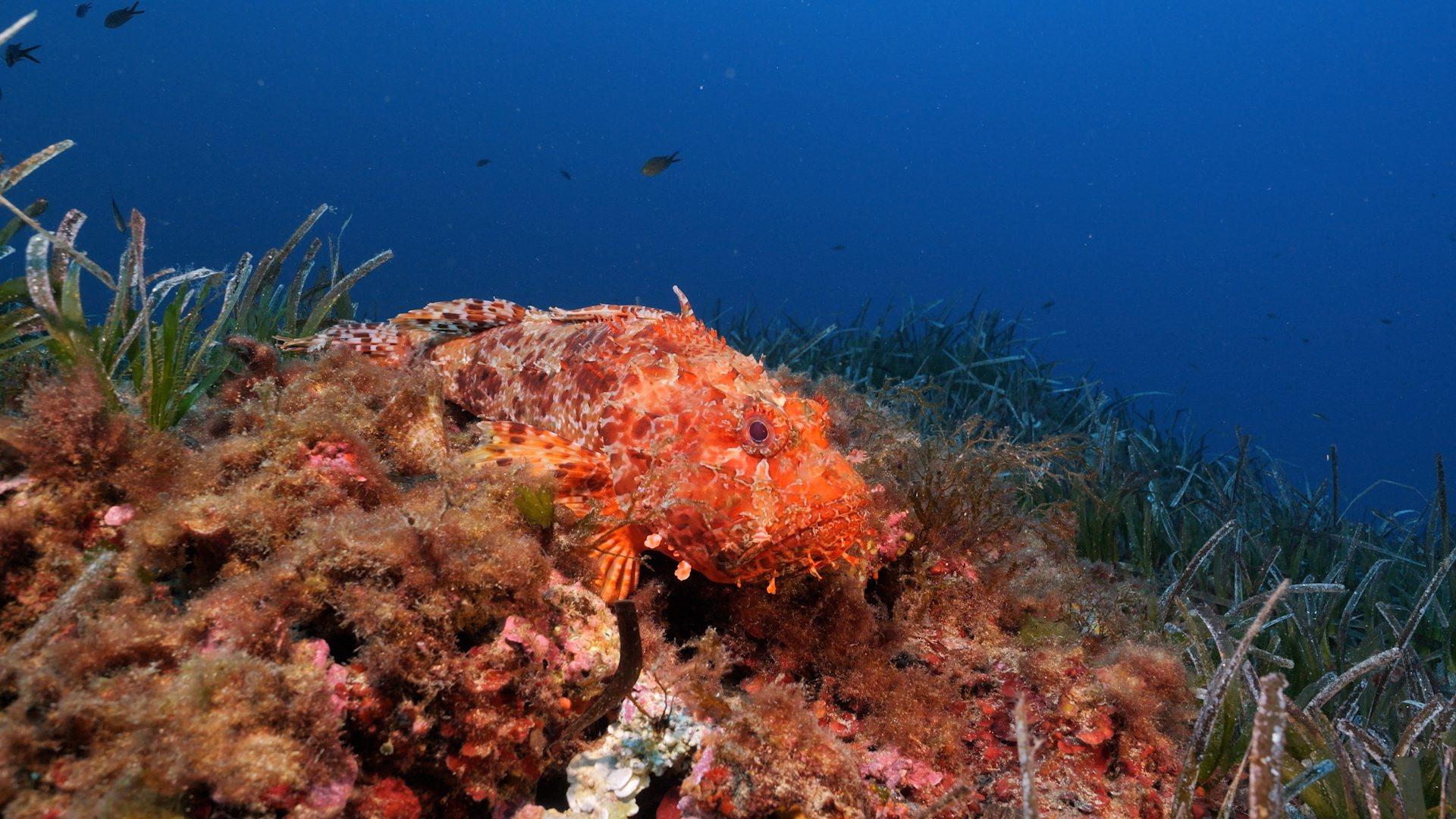 Toni Font: Balearische Fischer als Vorbild