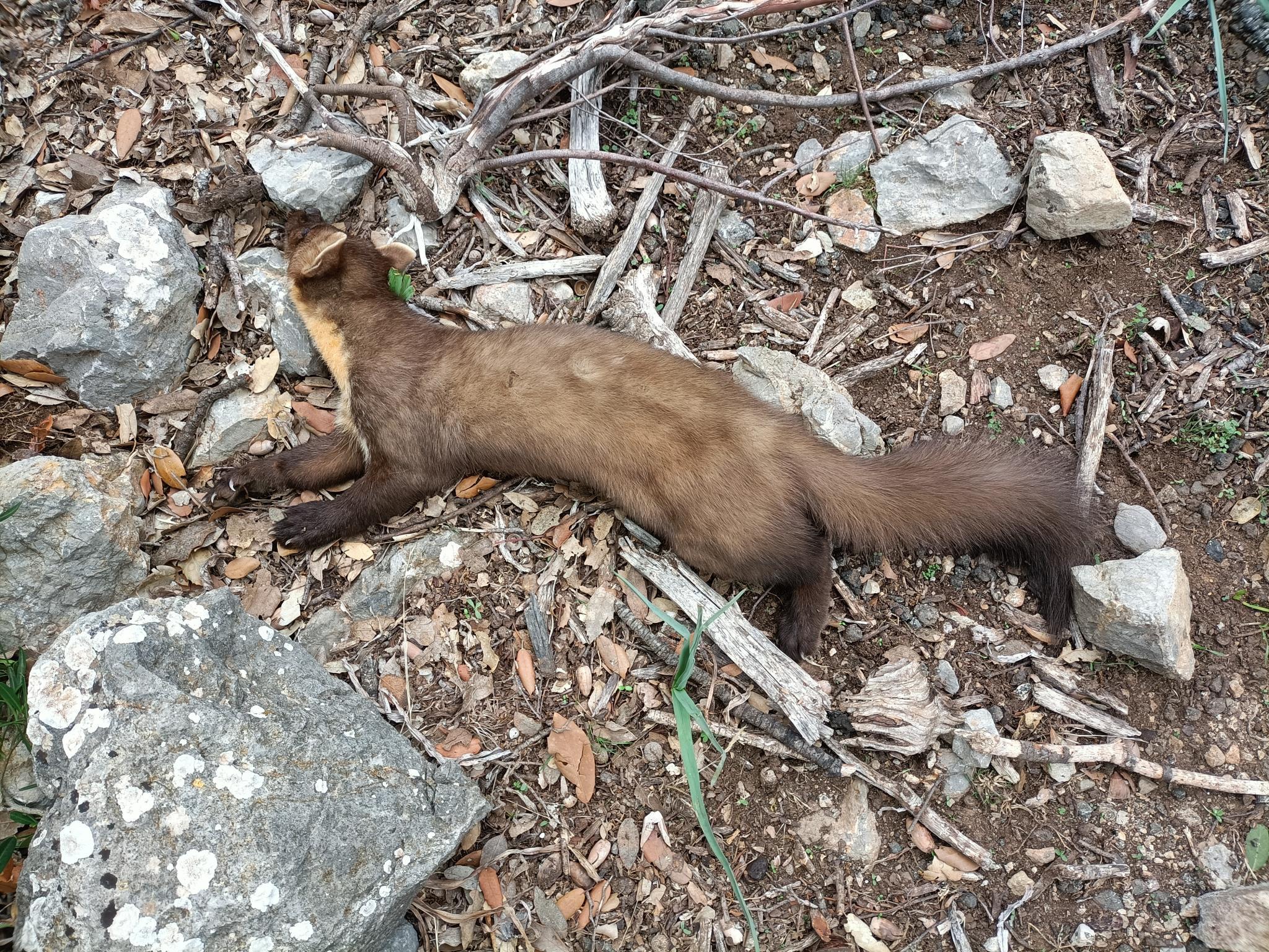 So viele Tiere kamen auf Mallorcas Straßen in diesem Jahr ums Leben