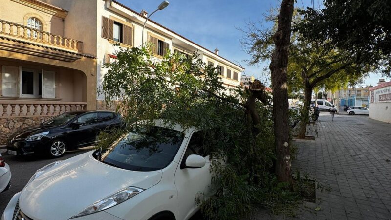 Warnstufe Gelb: Sturm über Mallorca lässt Bäume umstürzen