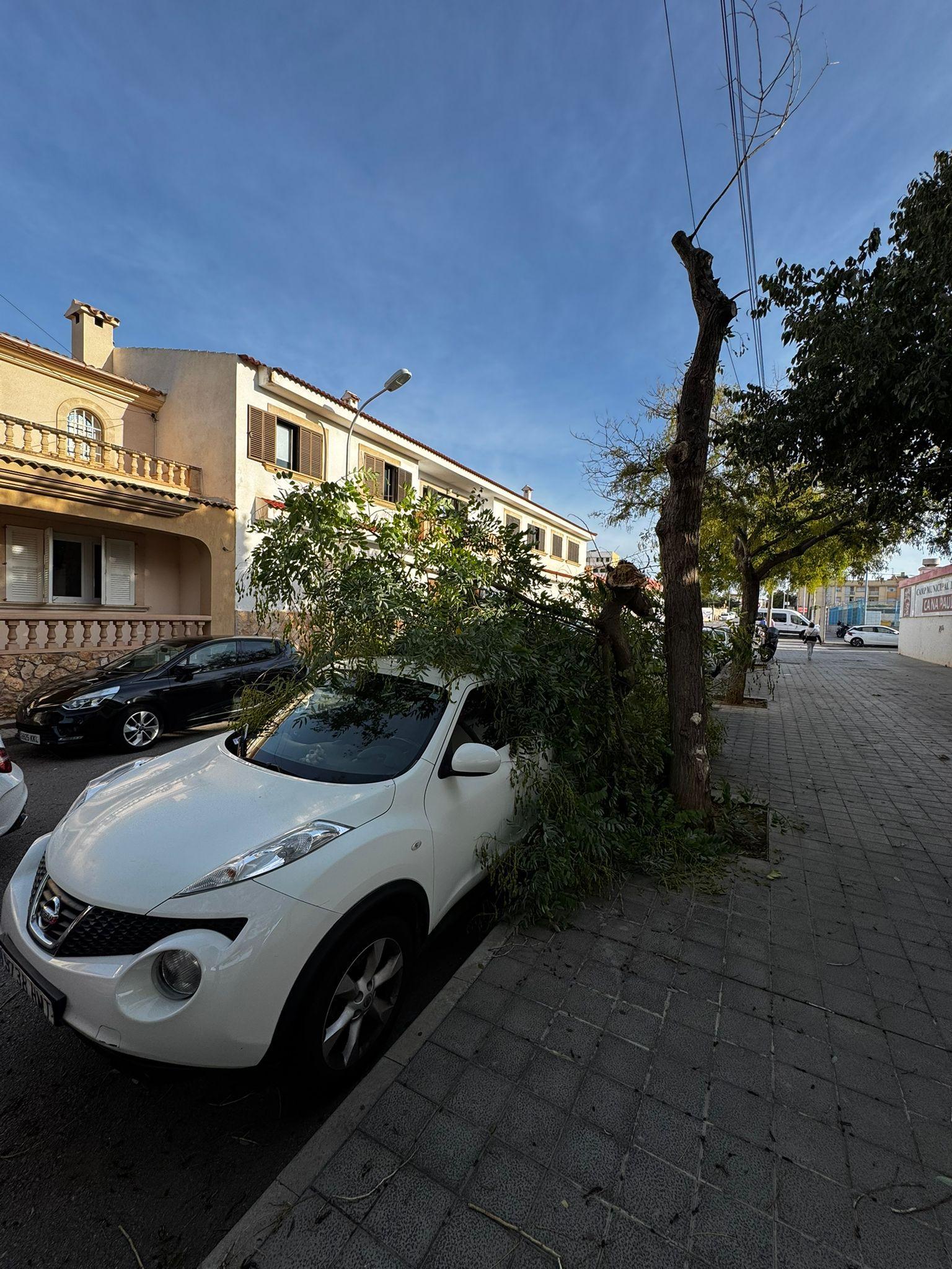 Warnstufe Gelb: Sturm über Mallorca lässt Bäume umstürzen