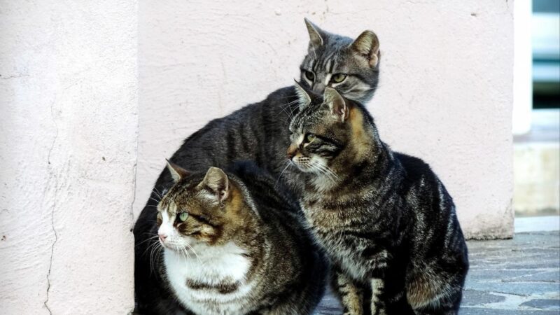 Anwohner zunehmend genervt: Herrenlose Katzen vermehren sich am Ballermann im Rekordtempo