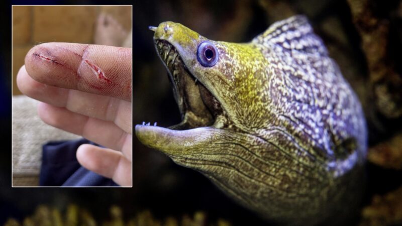 Vier tiefe Bisswunden: Deutscher Mallorca-Resident wird beim Angeln von Muräne attackiert